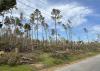 Tornado damaged pine trees.