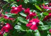 Dark pink flowers cover green plants.