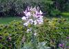 A delicate, threadlike flower is white and light pink.