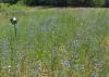 A grassy garden area is topped by delicate purple blooms.