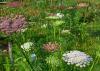 Delicate flower heads bloom in white and purple.