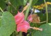 A plant has small, pink blooms.