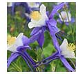 Columbine