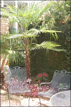 This is an image of plants used to create a green wall.