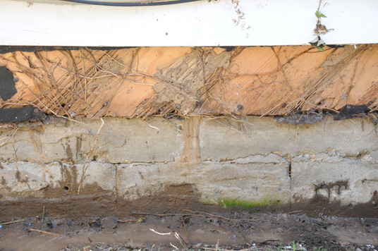 Removal of the lower length of siding on this house revealed termite damage.  Notice the mud shelter tubes on the foundation in the center of the photo.